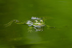 water frog in the lake