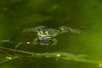 water frog in the lake