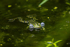 water frog in the lake