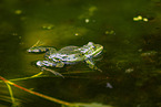 water frog in the lake