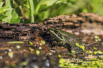 green frog