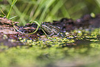 green frog