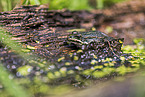 green frog