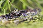 green frog