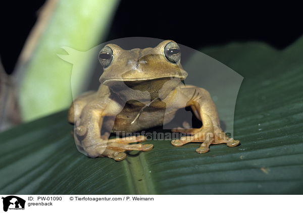 Laubfrosch / greenback / PW-01090