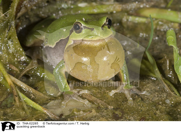 quakender Laubfrosch / quacking greenback / THA-02285