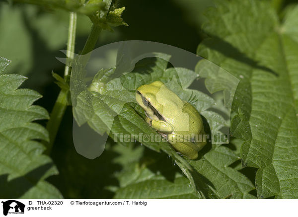 Laubfrosch / greenback / THA-02320