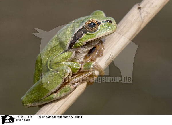 Laubfrosch / greenback / AT-01180