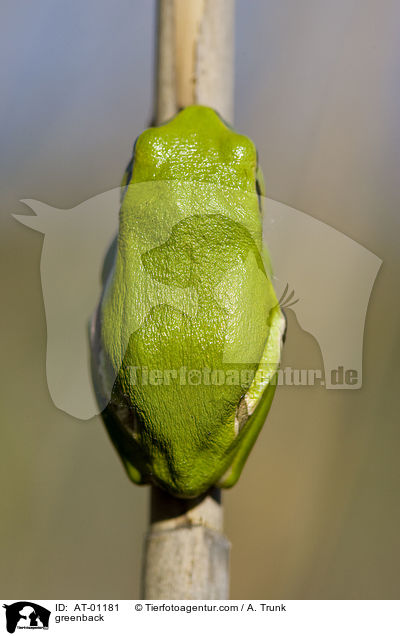 Laubfrosch / greenback / AT-01181
