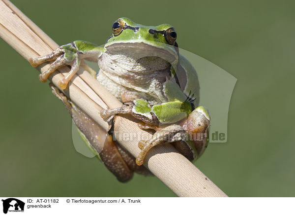 Laubfrosch / greenback / AT-01182