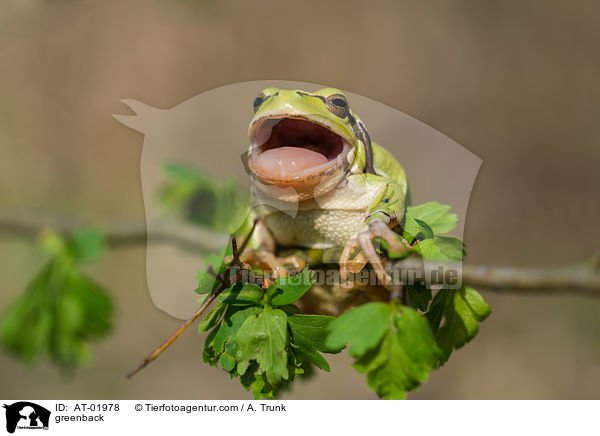 Laubfrosch / greenback / AT-01978