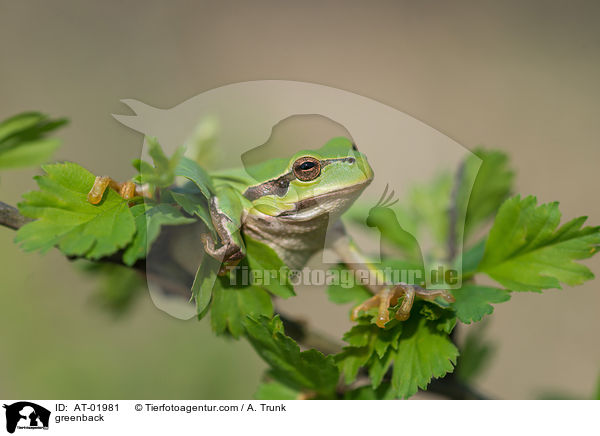 Laubfrosch / greenback / AT-01981