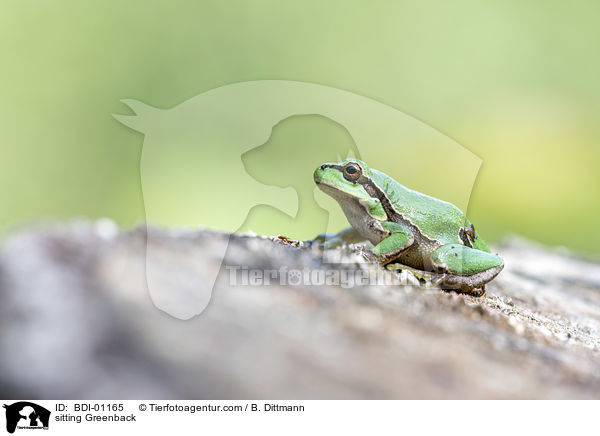 sitzender Laubfrosch / sitting Greenback / BDI-01165