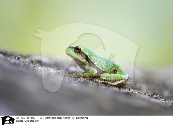 sitzender Laubfrosch / sitting Greenback / BDI-01167