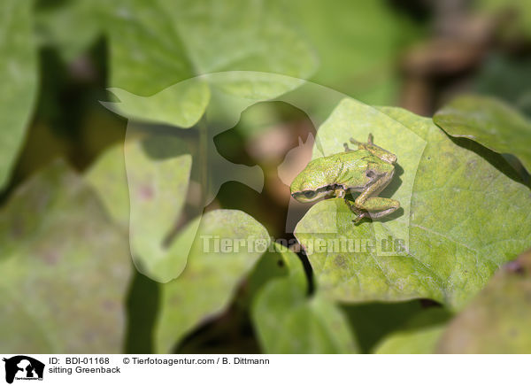 sitting Greenback / BDI-01168