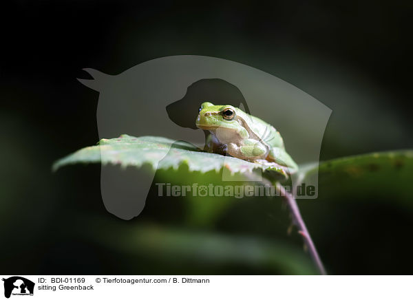 sitzender Laubfrosch / sitting Greenback / BDI-01169