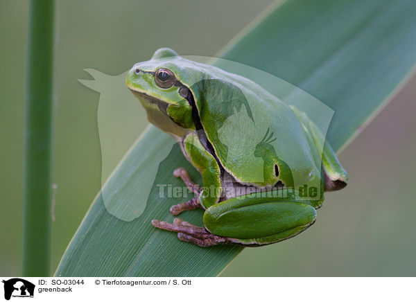 Laubfrosch / greenback / SO-03044