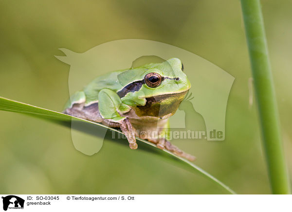 Laubfrosch / greenback / SO-03045