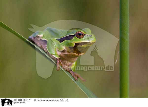 Laubfrosch / greenback / SO-03047