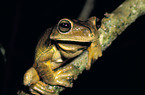 greenback