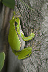 climbing greenback