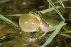 quacking greenback