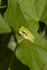 greenback
