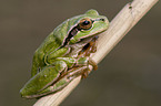greenback
