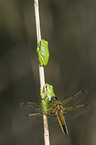 greenbacks and four-spotted chaser