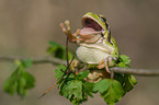 greenback
