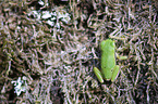sitting Greenback
