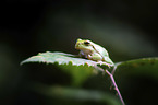 sitting Greenback
