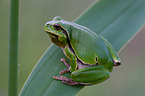 greenback