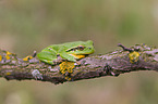 greenback