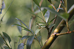 Tree frog sits on leaf