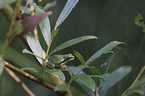 Tree frog sits on leaf