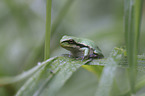 Tree frog sits on leaf