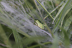Tree frog sits on leaf