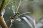 Tree frog sits on leaf