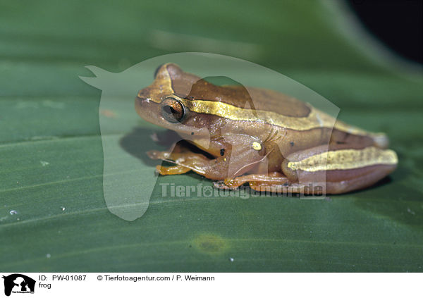 frog / PW-01087