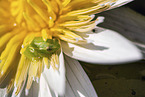long reed frog