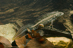 Macedonian crested newt