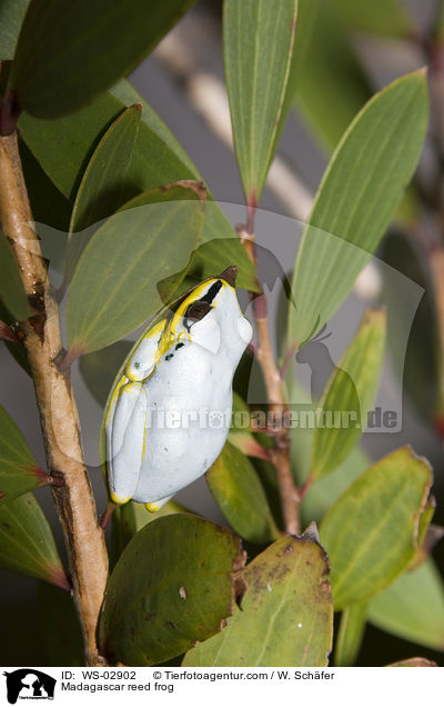 Madagascar reed frog / WS-02902