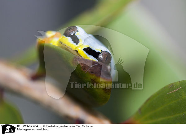 Madagascar reed frog / WS-02904