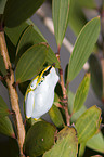 Madagascar reed frog