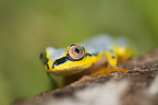 Madagascar reed frog