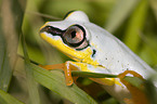 Madagascar reed frog
