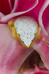 Madagascar Reed Frog