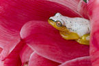 Madagascar Reed Frog