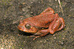 Madagascar tomato frog